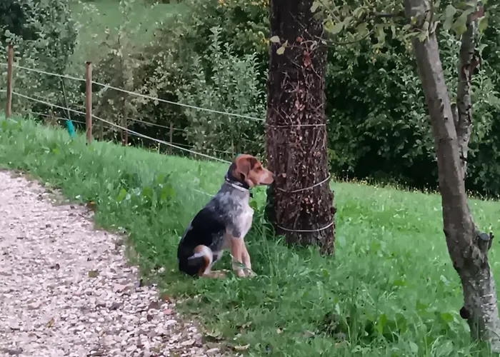 Il Sentiero Bed & Breakfast 3*